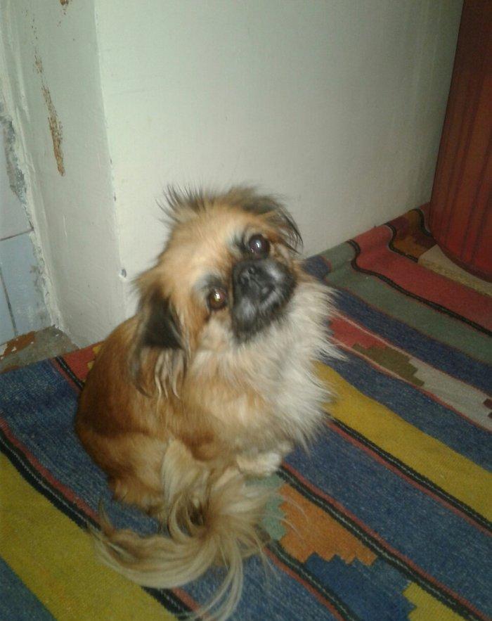 Seher sekide it tapilibdi pikines cins kimindise eger elaqe saxlasin v