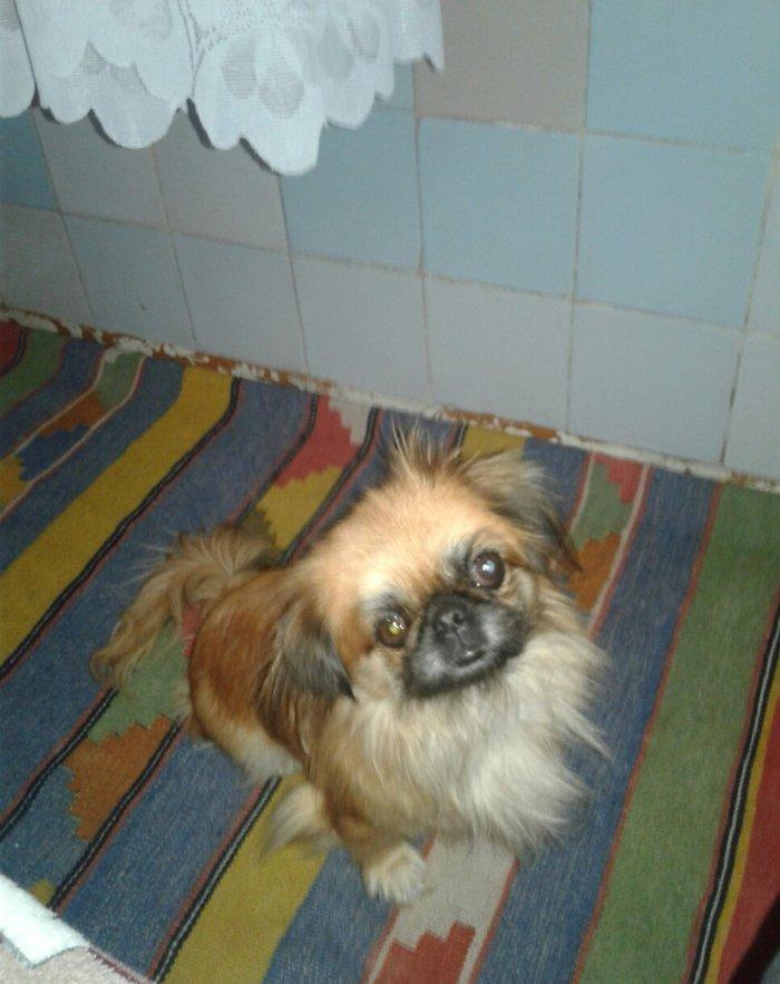 Seher sekide it tapilibdi pikines cins kimindise eger elaqe saxlasin v