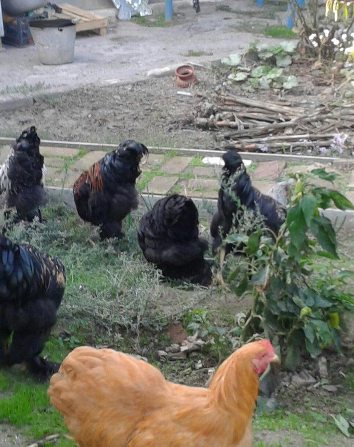 brama xoruzları 6 aylıq koxinxin palivıda var ikidənə xoruz müxtəlif q