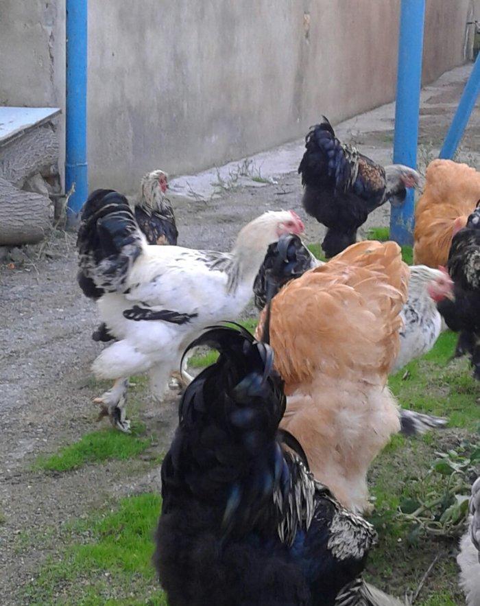 brama xoruzları 6 aylıq koxinxin palivıda var ikidənə xoruz müxtəlif q