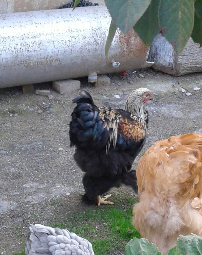 brama xoruzları 6 aylıq koxinxin palivıda var ikidənə xoruz müxtəlif q