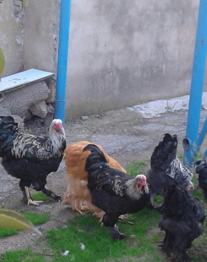 brama xoruzları 6 aylıq koxinxin palivıda var ikidənə xoruz müxtəlif q