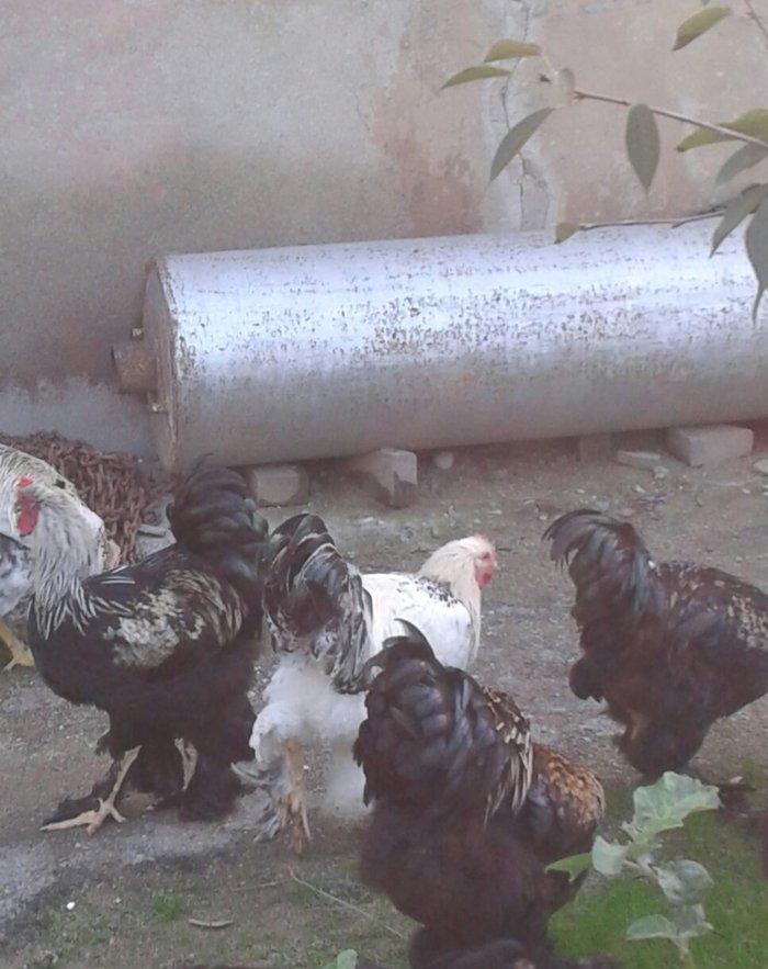 brama xoruzları 6 aylıq koxinxin palivıda var ikidənə xoruz müxtəlif q