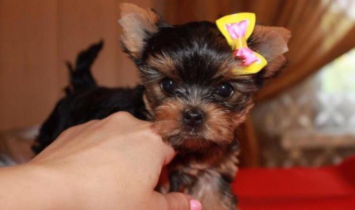 Bala mini york. Şəkildəki sarı bantikli bala mini yorkun sifarişi mümk