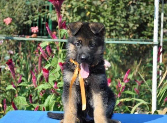 Şəkildə gördüyünüz nemkalar sifariş üçündür. 1-3 aylıq. Radaslovonnu ç