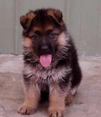 Şəkildə gördüyünüz nemkalar sifariş üçündür. 1-3 aylıq. Radaslovonnu ç