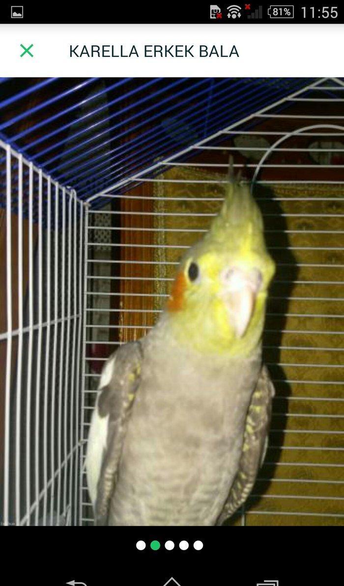 satıram ve yaxud baterde ederem Korella dısı ıle 11aylıq Korella erkek