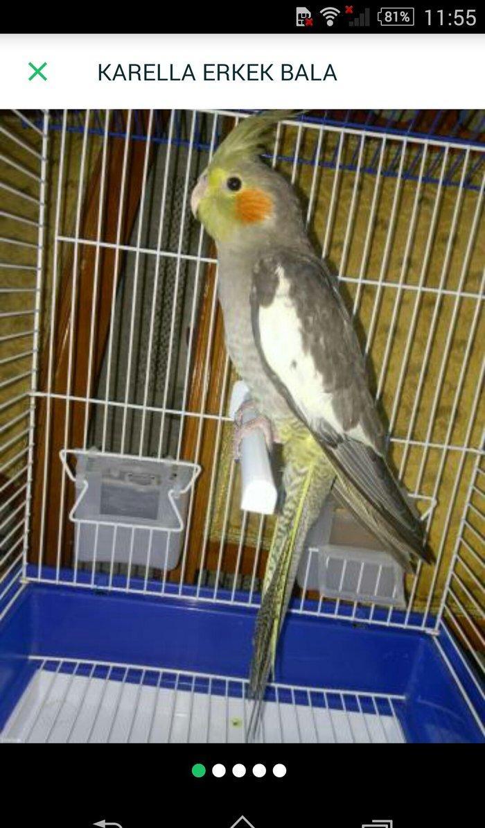 satıram ve yaxud baterde ederem Korella dısı ıle 11aylıq Korella erkek