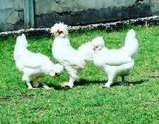 SALAM SULTAN SATIRAM AĞ VE QARA SULTA İSTEYEM OLSA GELİB BAXI ALA BİLE