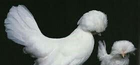 SALAM SULTAN SATIRAM AĞ VE QARA SULTA İSTEYEM OLSA GELİB BAXI ALA BİLE