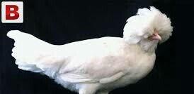 SALAM SULTAN SATIRAM AĞ VE QARA SULTA İSTEYEM OLSA GELİB BAXI ALA BİLE