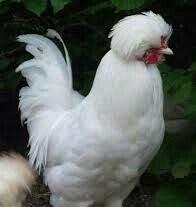 SALAM SULTAN SATIRAM AĞ VE QARA SULTA İSTEYEM OLSA GELİB BAXI ALA BİLE