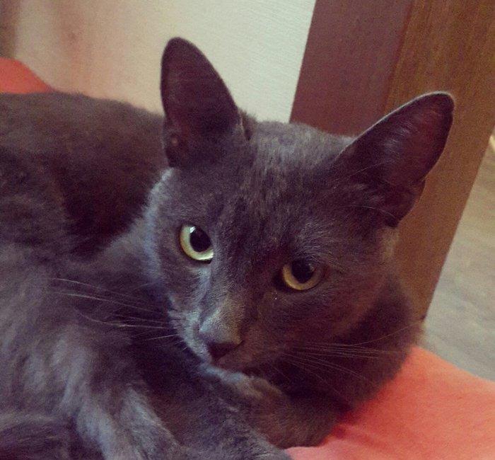 korat cinsi sotland pisiyide deyilir erkek 11 ayliq her ay muayneden k