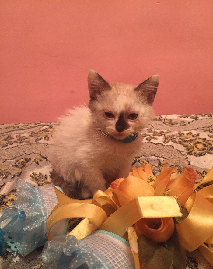 если будут хорошие люди то сделаю скидку,мальчик и девочка 