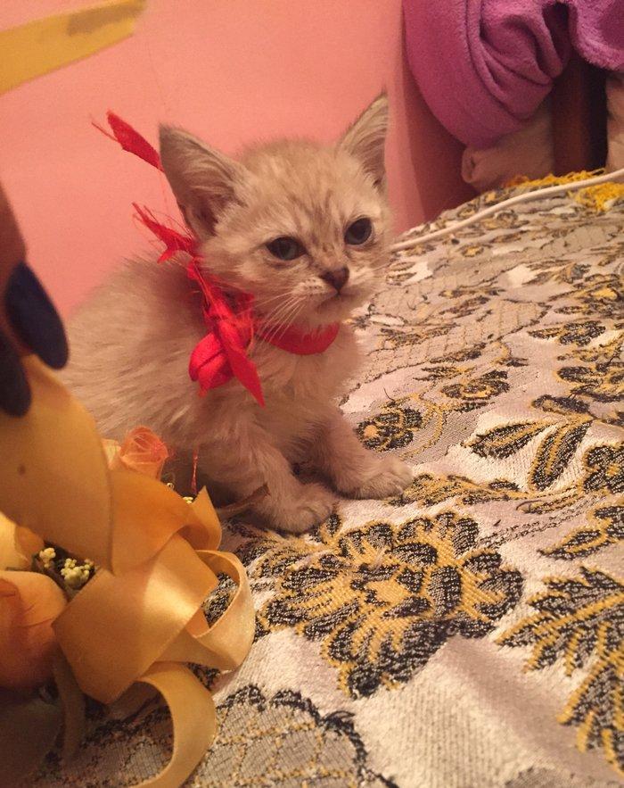 если будут хорошие люди то сделаю скидку,мальчик и девочка 