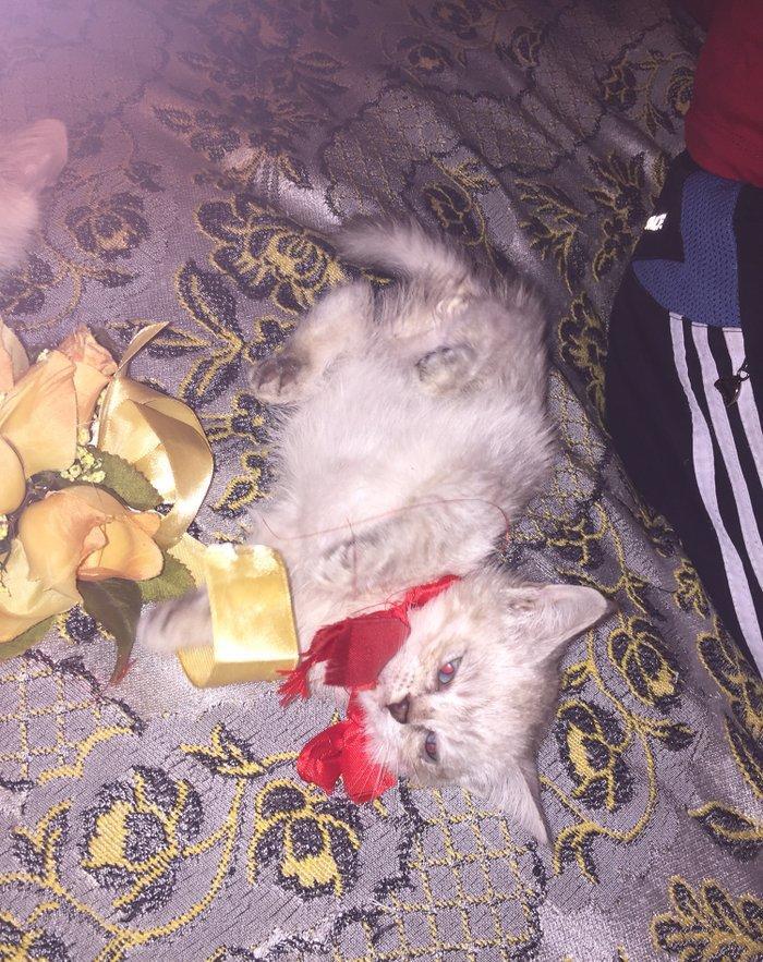 если будут хорошие люди то сделаю скидку,мальчик и девочка 