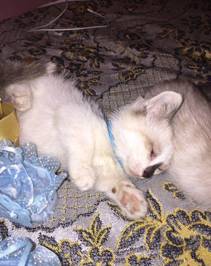 если будут хорошие люди то сделаю скидку,мальчик и девочка 