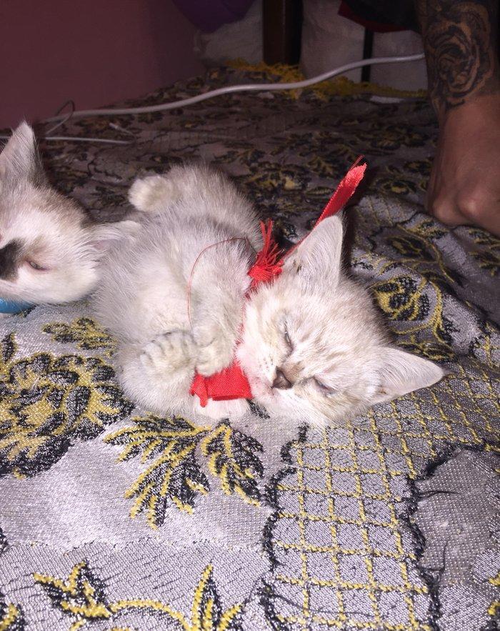 если будут хорошие люди то сделаю скидку,мальчик и девочка 