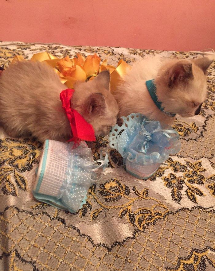 если будут хорошие люди то сделаю скидку,мальчик и девочка 