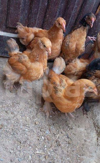 3 ayliq buff orpington blue avstrlopr ve qara koxin melez balalari