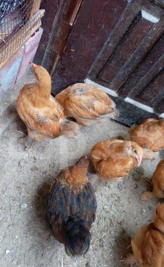 3 ayliq buff orpington blue avstrlopr ve qara koxin melez balalari