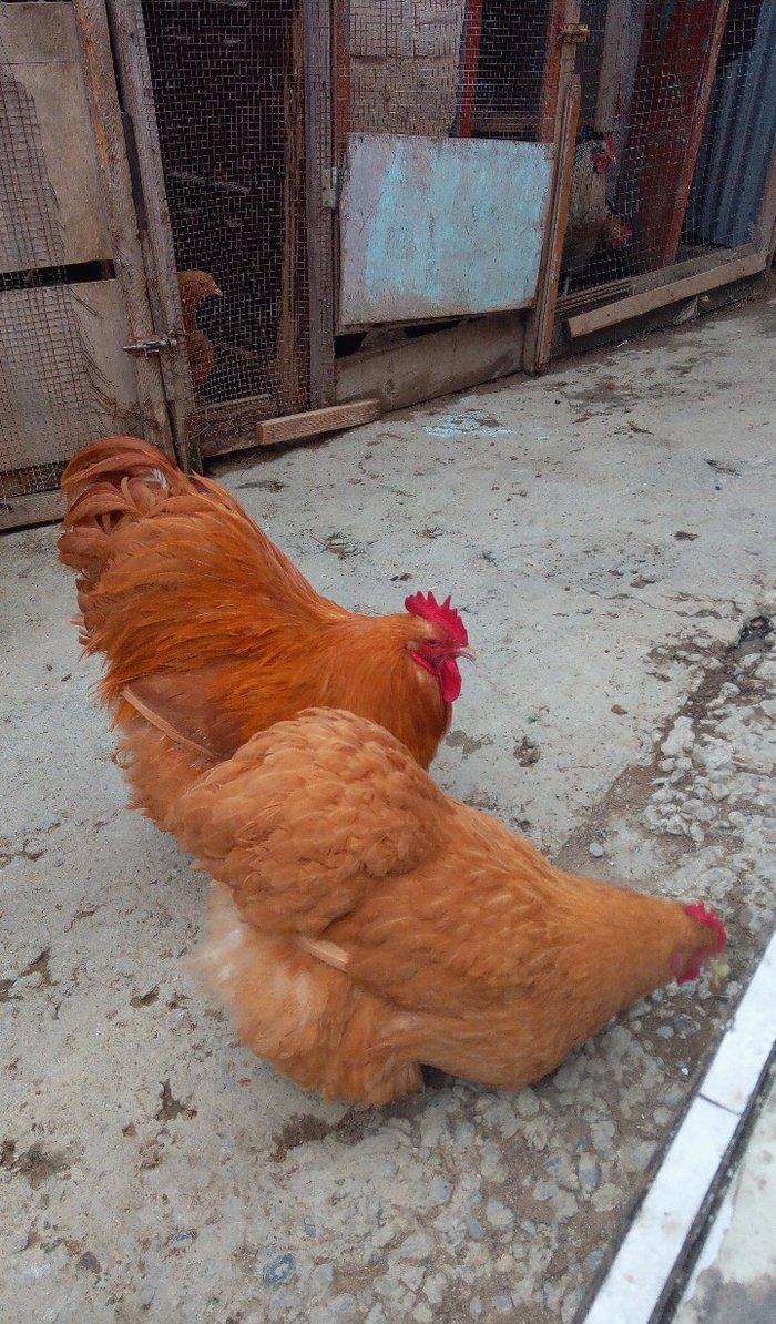 Buff orpington xoruz colpalar 3ayliq 30manata vaksina olunub cumaya