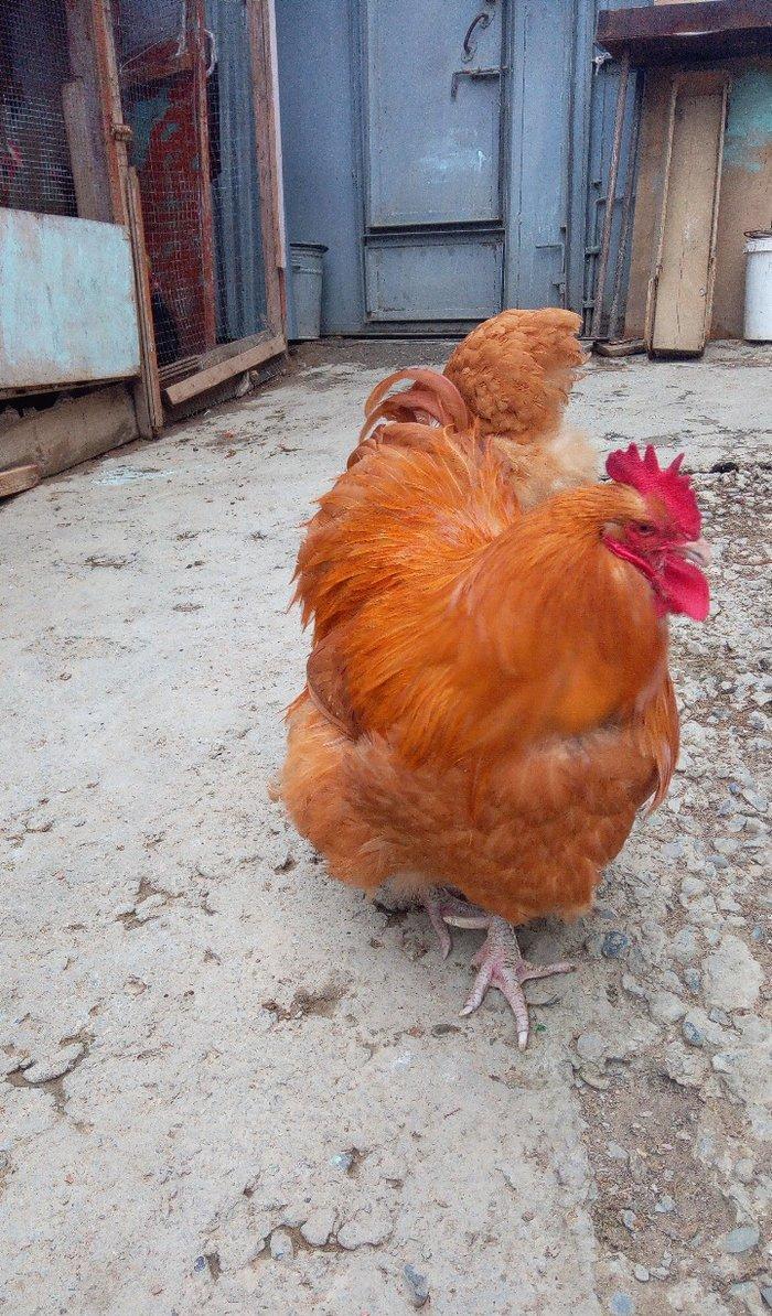 Buff orpington xoruz colpalar 3ayliq 30manata vaksina olunub cumaya