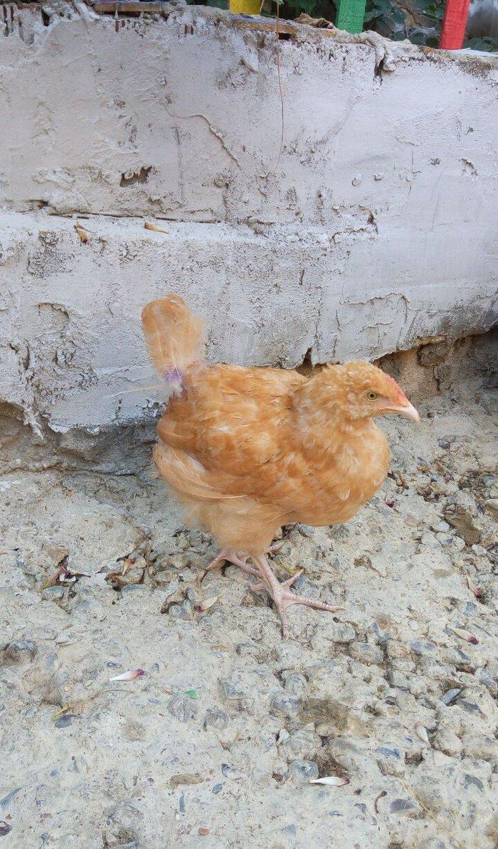 Buff orpington xoruz colpalar 3ayliq 30manata vaksina olunub cumaya
