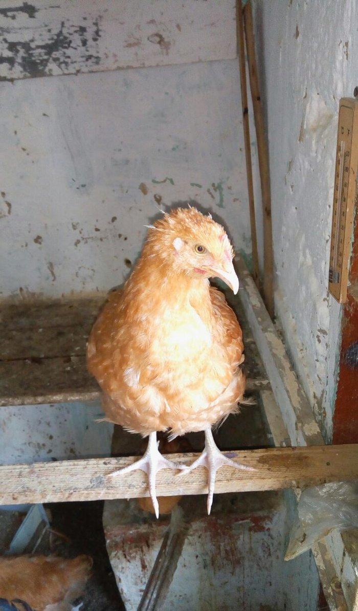 Buff orpington xoruz colpalar 3ayliq 30manata vaksina olunub cumaya