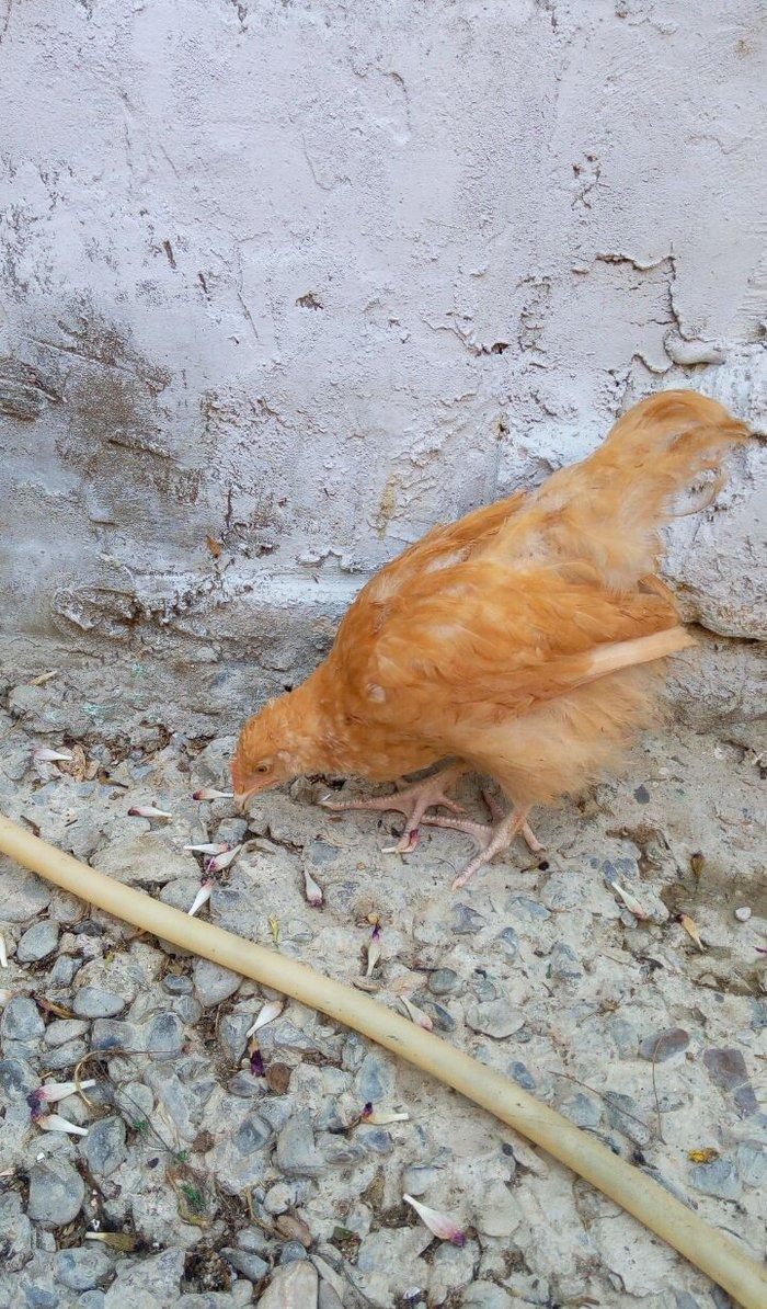 Buff orpington xoruz colpalar 3ayliq 30manata vaksina olunub cumaya