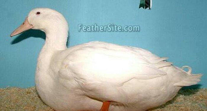 Pekin ordəyləri satılır. 6 aylıqdılar  hazırdılar. 3kq dan çox olar çə