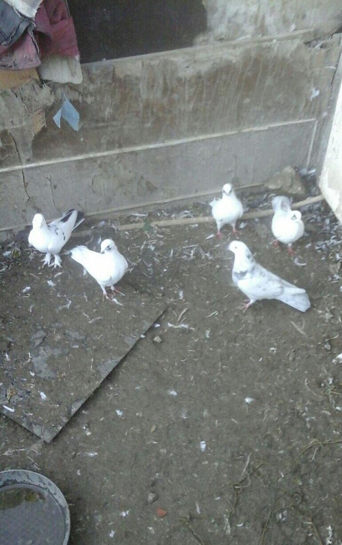 25 eded terkidme goyercin satilir. Optovoy. 85 manat. Tam saqlamdi. Te