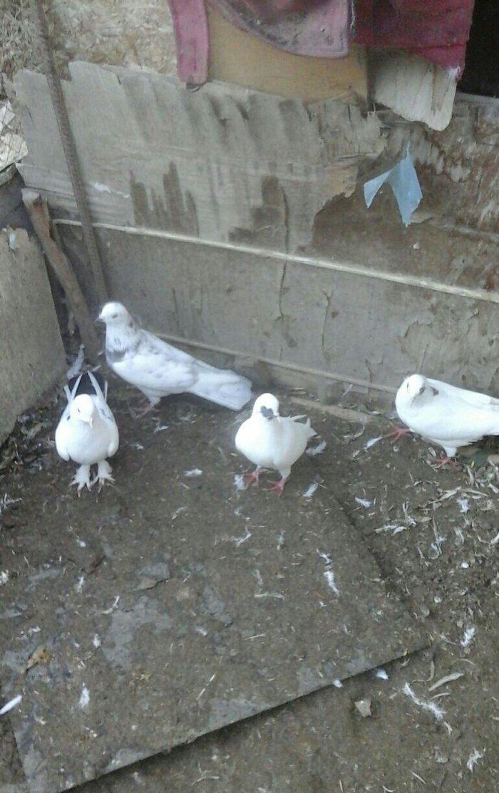 25 eded terkidme goyercin satilir. Optovoy. 85 manat. Tam saqlamdi. Te