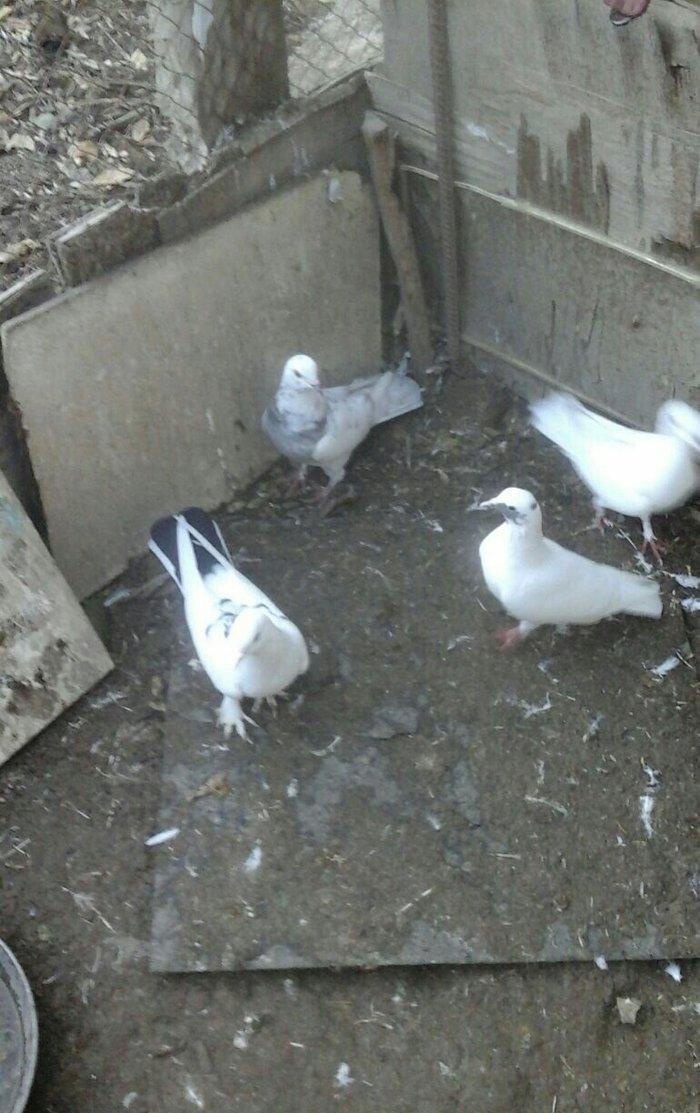 25 eded terkidme goyercin satilir. Optovoy. 85 manat. Tam saqlamdi. Te