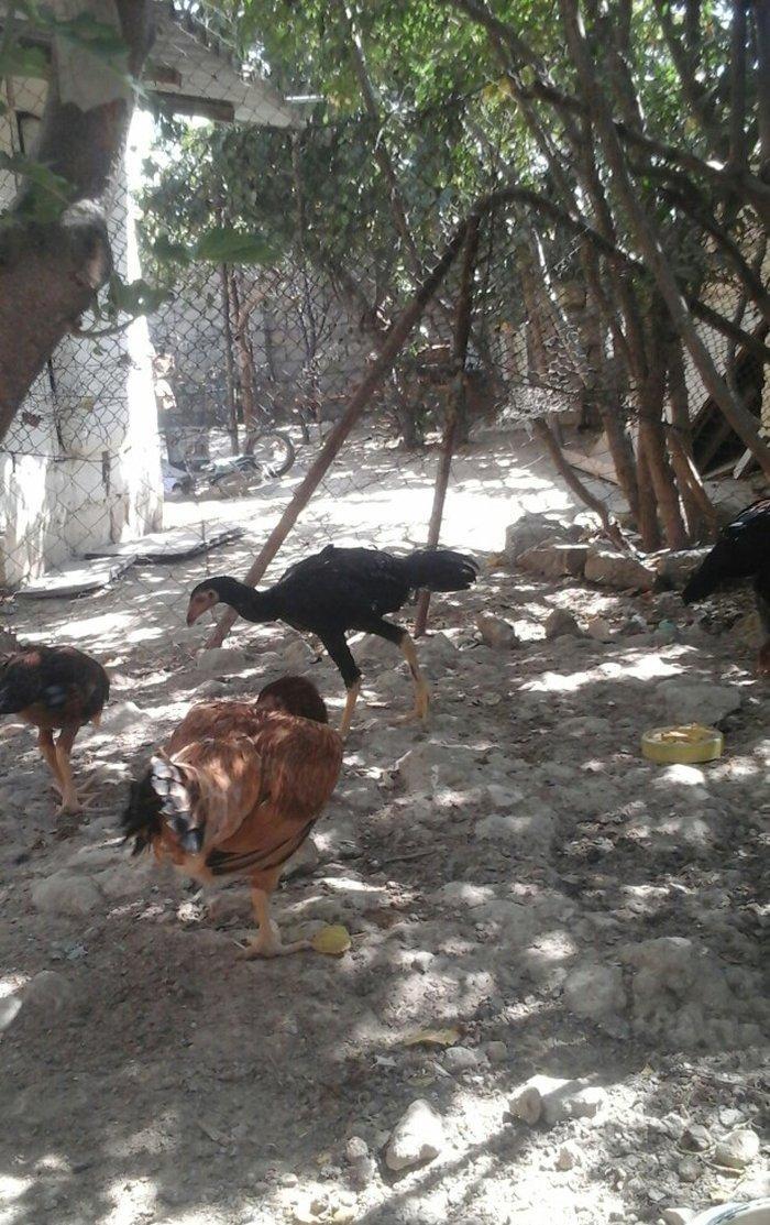 Temiz heyratl xoruzu. fereler.3. 4 ayllq bece ve fereler her qiymete