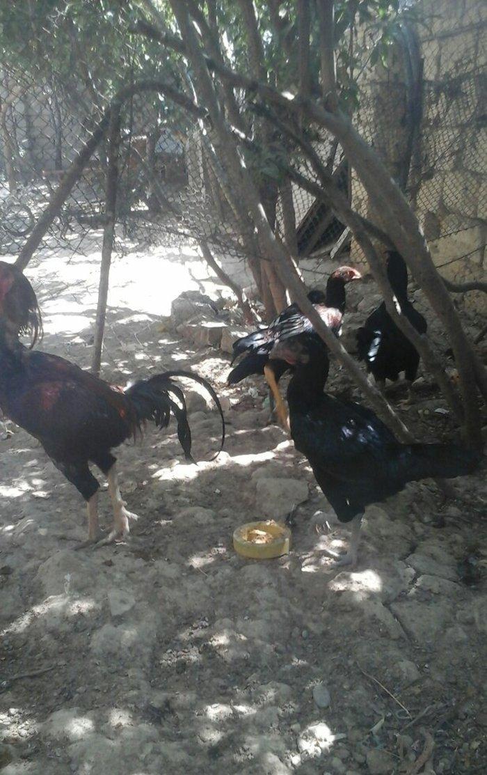 Temiz heyratl xoruzu. fereler.3. 4 ayllq bece ve fereler her qiymete