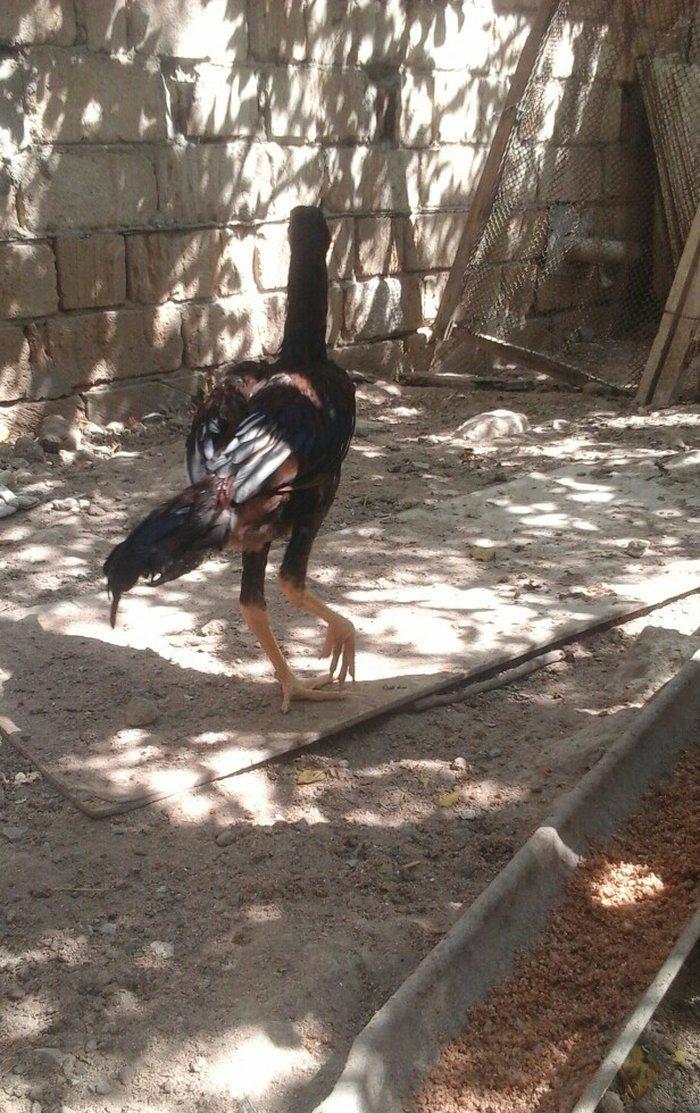 Temiz heyratl xoruzu. fereler.3. 4 ayllq bece ve fereler her qiymete