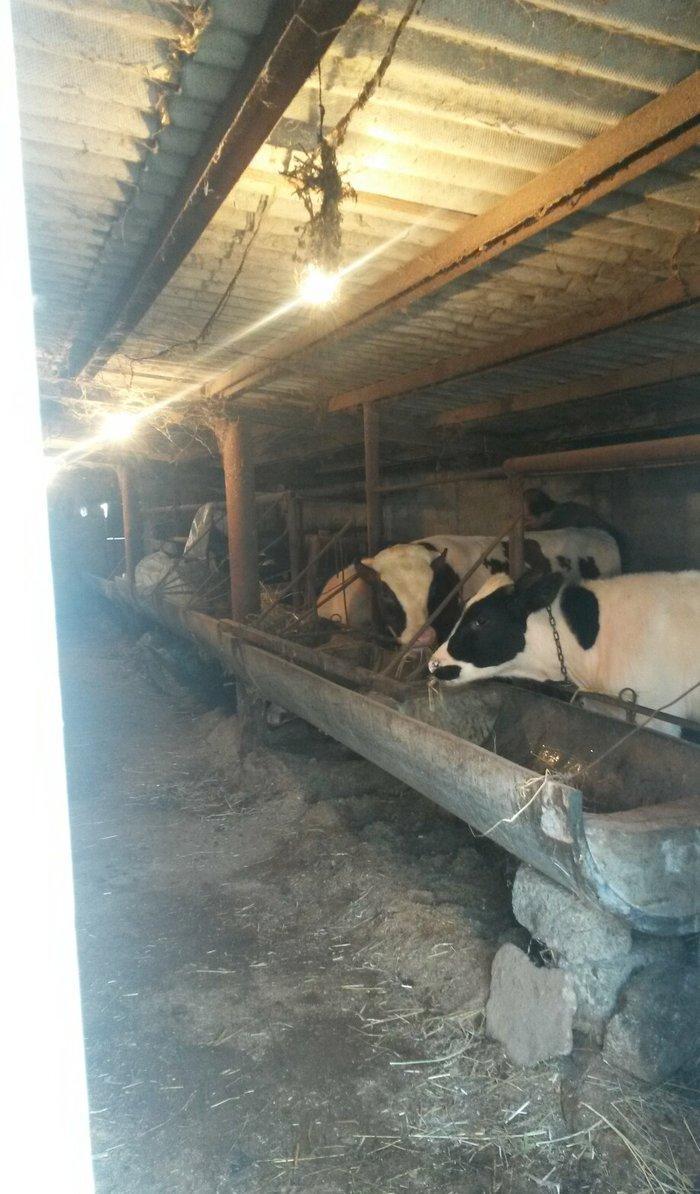 inəklər ucudə satılir birinci inək ekiz dogur 19 litr sud verib ikinci