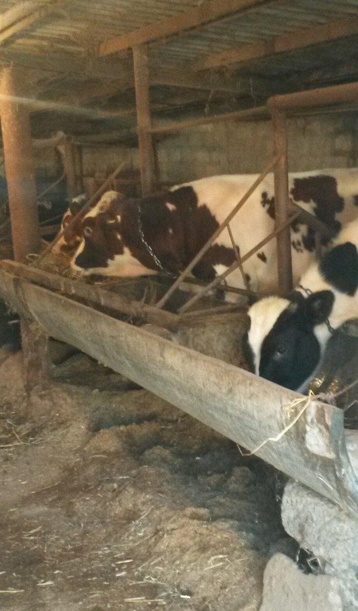 inəklər ucudə satılir birinci inək ekiz dogur 19 litr sud verib ikinci