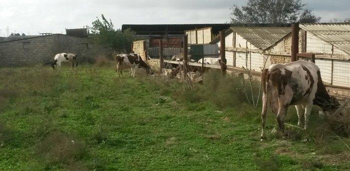 inəklər ucudə satılir birinci inək ekiz dogur 19 litr sud verib ikinci