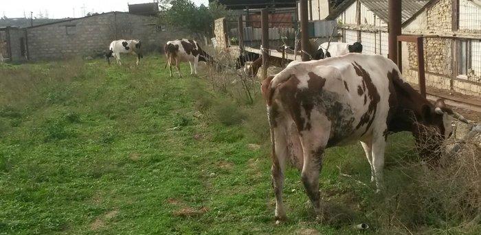 inəklər ucudə satılir birinci inək ekiz dogur 19 litr sud verib ikinci