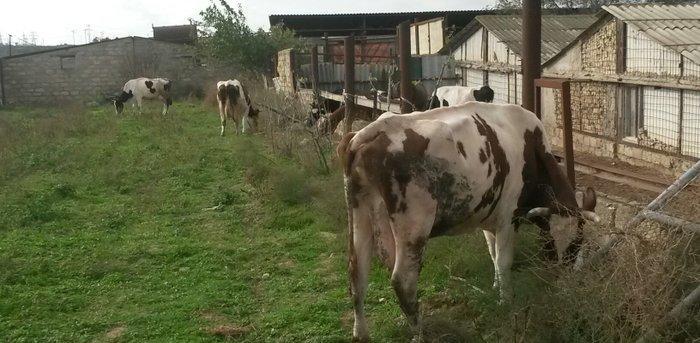 inəklər ucudə satılir birinci inək ekiz dogur 19 litr sud verib ikinci