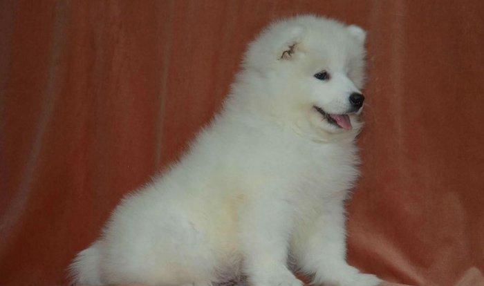 Продаются щенки самоеда мальчики и девочки документы КСУ отец юный