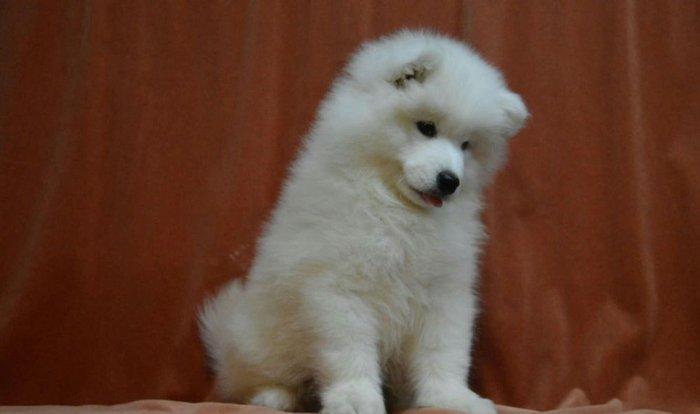 Продаются щенки самоеда мальчики и девочки документы КСУ отец юный