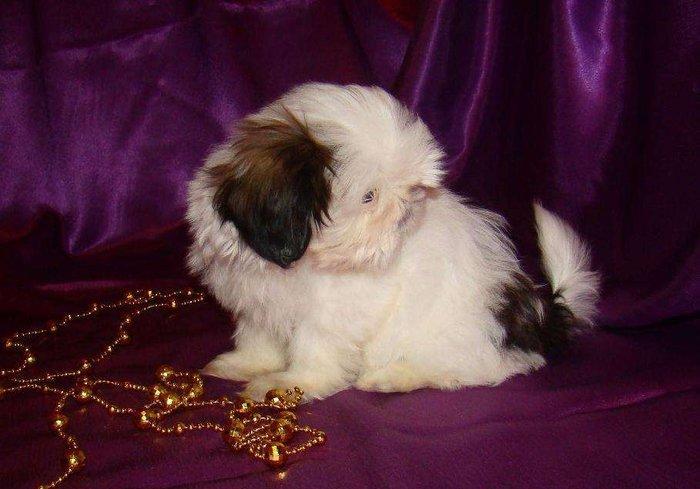 Продаются шикарные малютки Ши-тцу. Детки очень яркие, с короткой