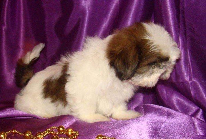 Продаются шикарные малютки Ши-тцу. Детки очень яркие, с короткой