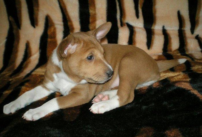 Продаются щенки редкой и древней не лающей породы - басенджи от