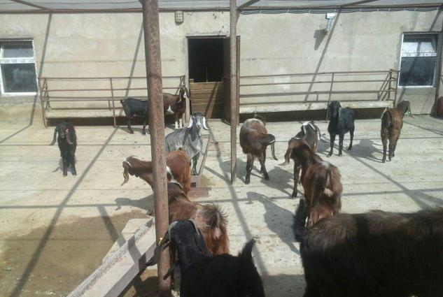 Halep kecileri satılır  2 qarın dogmuş 550 azn təkələrdə var 600 azn