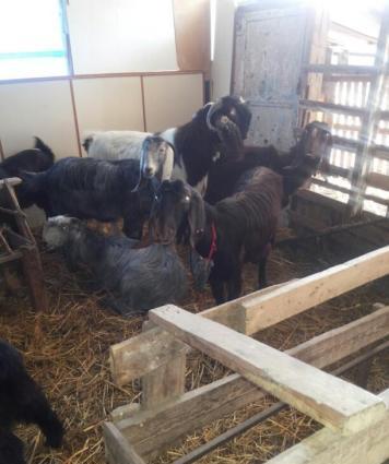 Halep kecileri satılır  2 qarın dogmuş 550 azn təkələrdə var 600 azn