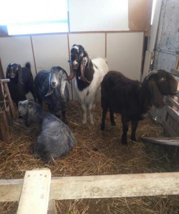 Halep kecileri satılır  2 qarın dogmuş 550 azn təkələrdə var 600 azn